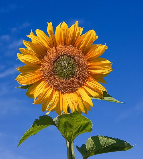 Sunflower Sky Backdrop